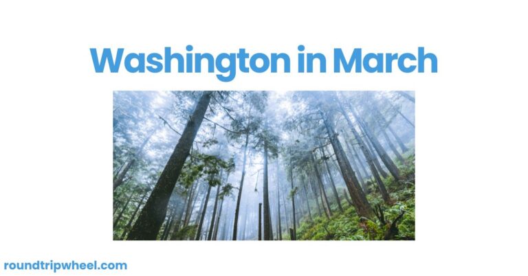 Washington in March: A Spring Awakening